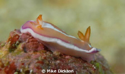 6mm nudibranch spotted in North Bay, Fahal Island.

Pho... by Mike Dickson 
